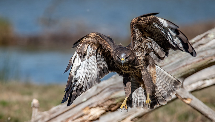 Rallye nature : les rapaces